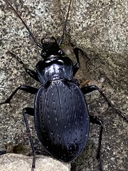 Carabus goryi