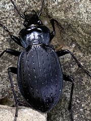 Carabus goryi