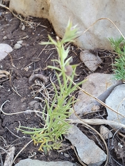 Teucrium pseudochamaepitys