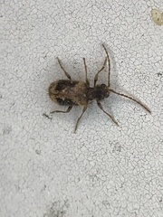 Ptinus texanus