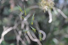 Bromus erectus