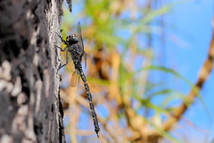 Austroaeschna anacantha