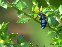 Thyreus himalayensis