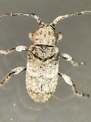 Ecyrus dasycerus
