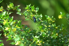 Thyreus himalayensis