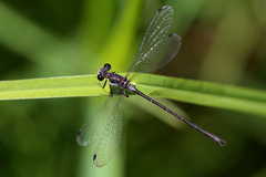 Archiargiolestes pusillus