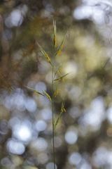 Bromus erectus