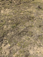 Zoysia minima