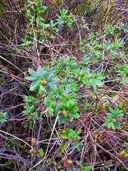 Dasiphora fruticosa