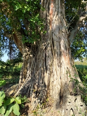 Melipona favosa