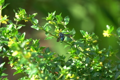 Thyreus himalayensis