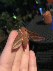 Deilephila elpenor