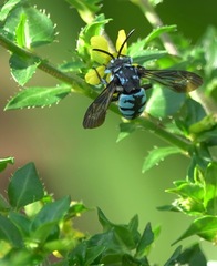 Thyreus himalayensis