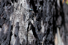 Austroaeschna anacantha
