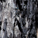 Austroaeschna anacantha - Photo (c) Erland Refling Nielsen,  זכויות יוצרים חלקיות (CC BY-NC)
