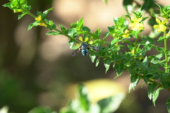 Thyreus himalayensis