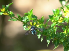 Thyreus himalayensis
