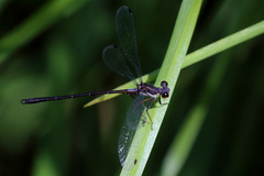 Archiargiolestes pusillus