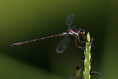 Archiargiolestes pusillus