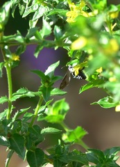 Thyreus himalayensis