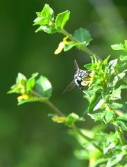 Thyreus himalayensis