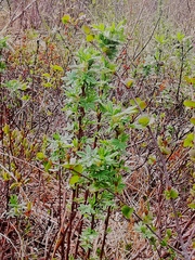 Dasiphora fruticosa