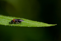 Eutomostethus ephippium