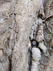 Melipona favosa