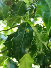 Phytomyza ilicis