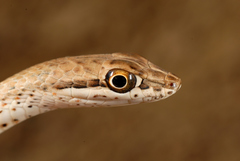 Psammophis schokari