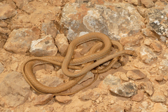 Psammophis schokari