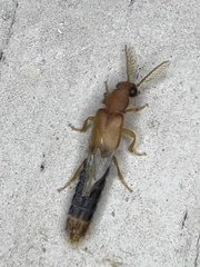 Distremocephalus texanus
