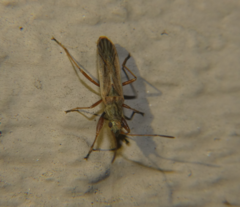 Paromius longulus