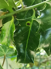 Phytomyza ilicis