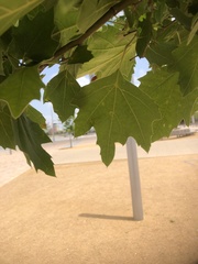 Platanus occidentalis