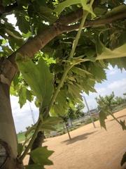Platanus occidentalis