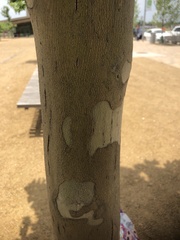 Platanus occidentalis