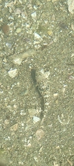 Pomatoschistus microps