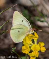 Colias interior