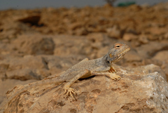 Dhofar Rock Agama photo 2