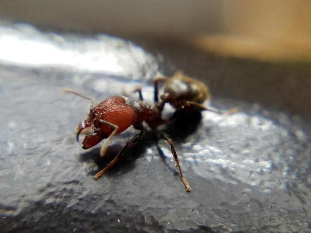 Large Imported Big-headed Ant