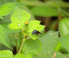 Thyreus nitidulus quartinae