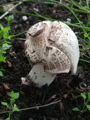 Наблюдение на iNaturalist