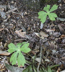 Podophyllum peltatum