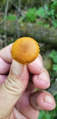 Pholiota subsulphurea