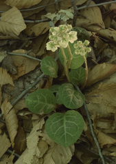 Pyrola americana
