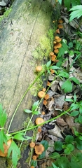 Pholiota subsulphurea