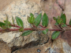 Cuphea ciliata