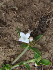 Galianthe bogotensis