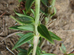 Galianthe bogotensis